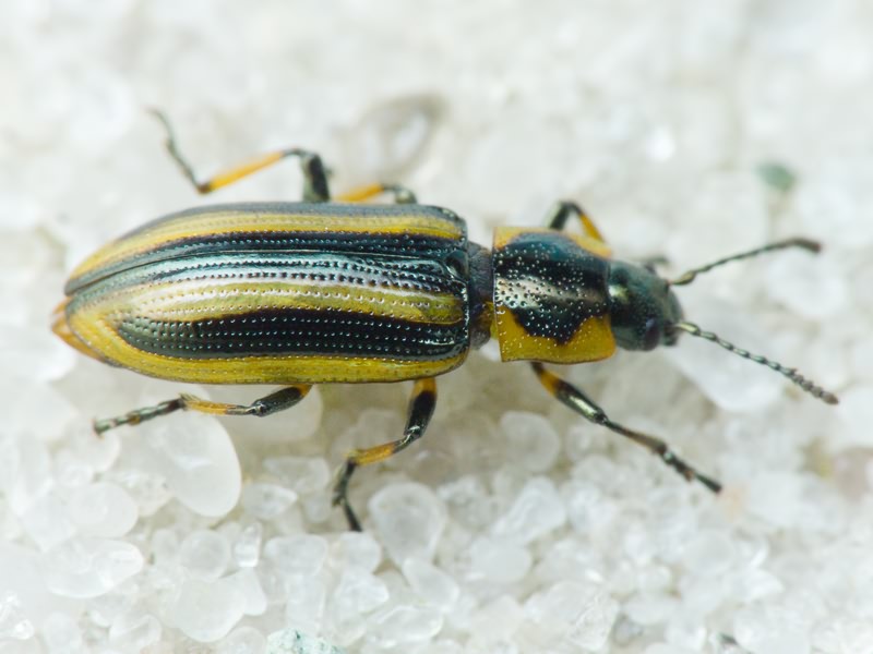 Prasocuris phellandrii (Linnaeus, 1758)